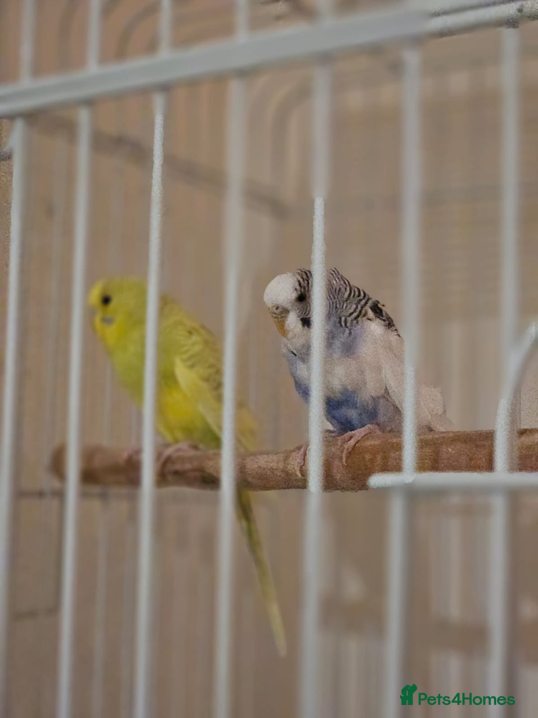 Budgerigars birds for sale: Birds - Advert 3