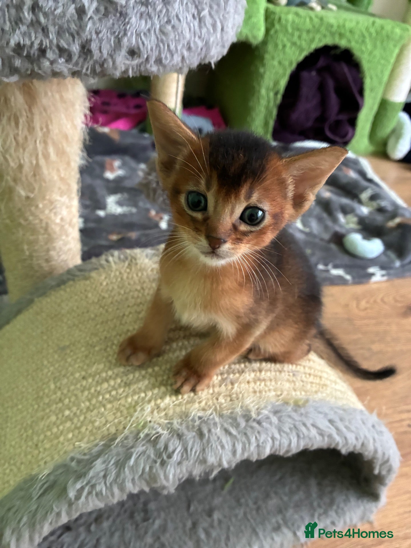 Abyssinian cats TICA 5* Pedigree Abyssinians  - Advert 2