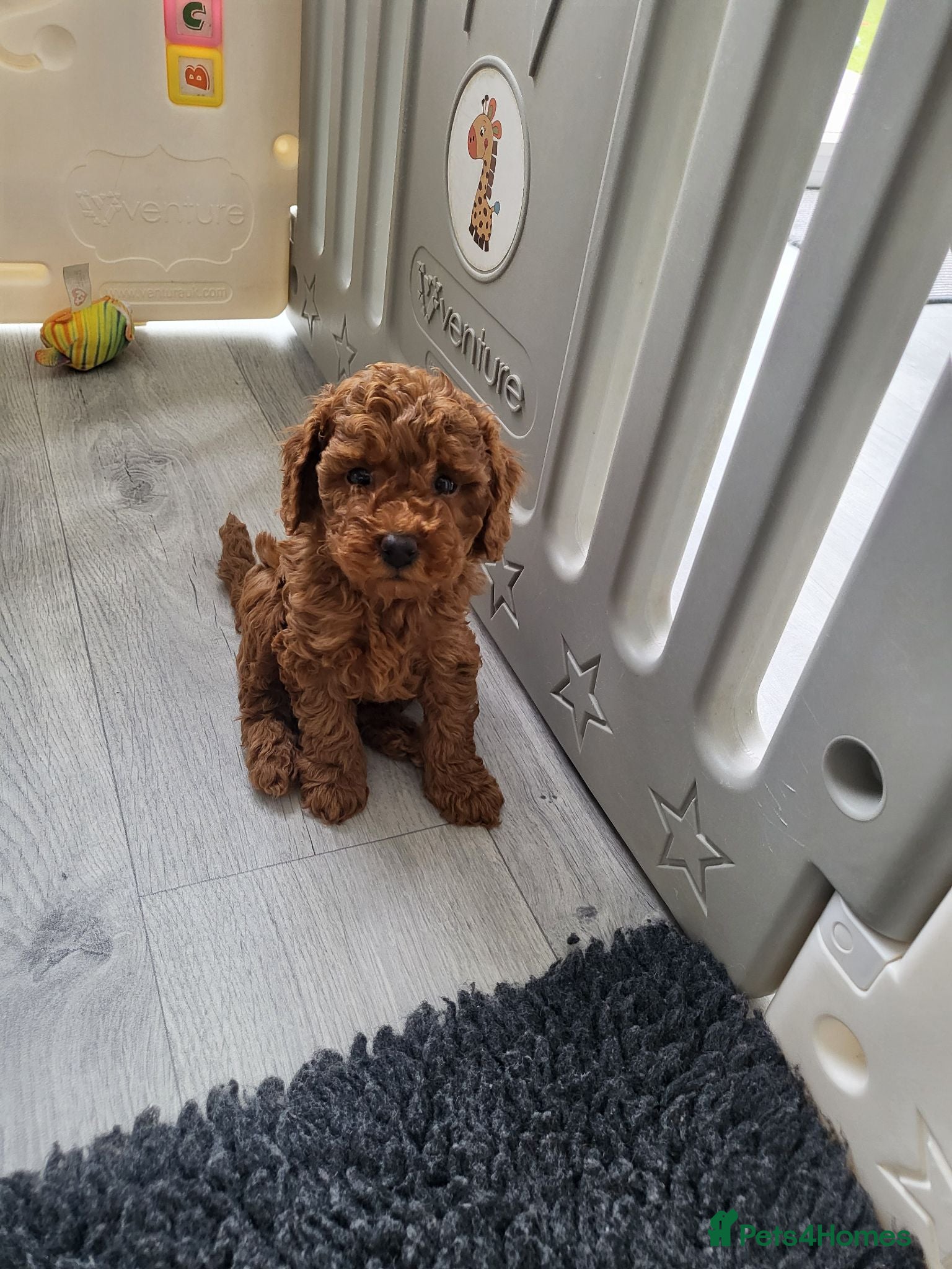 Miniature Poodle dogs KC Registered miniature poodle  - Advert 2