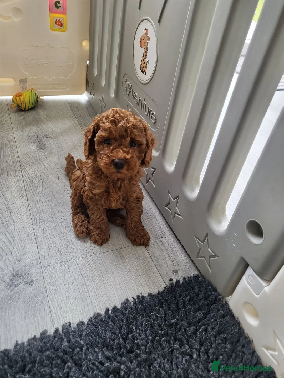 Miniature Poodle dogs for sale: KC Registered miniature poodle  - Advert 2