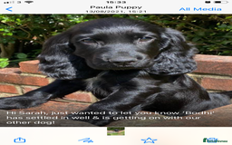 Cocker Spaniel dogs for sale: Cocker spaniel puppies - Image 4