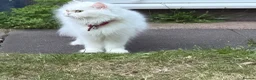 Persian cats for sale:     Beautiful Persian Cat - Advert 3