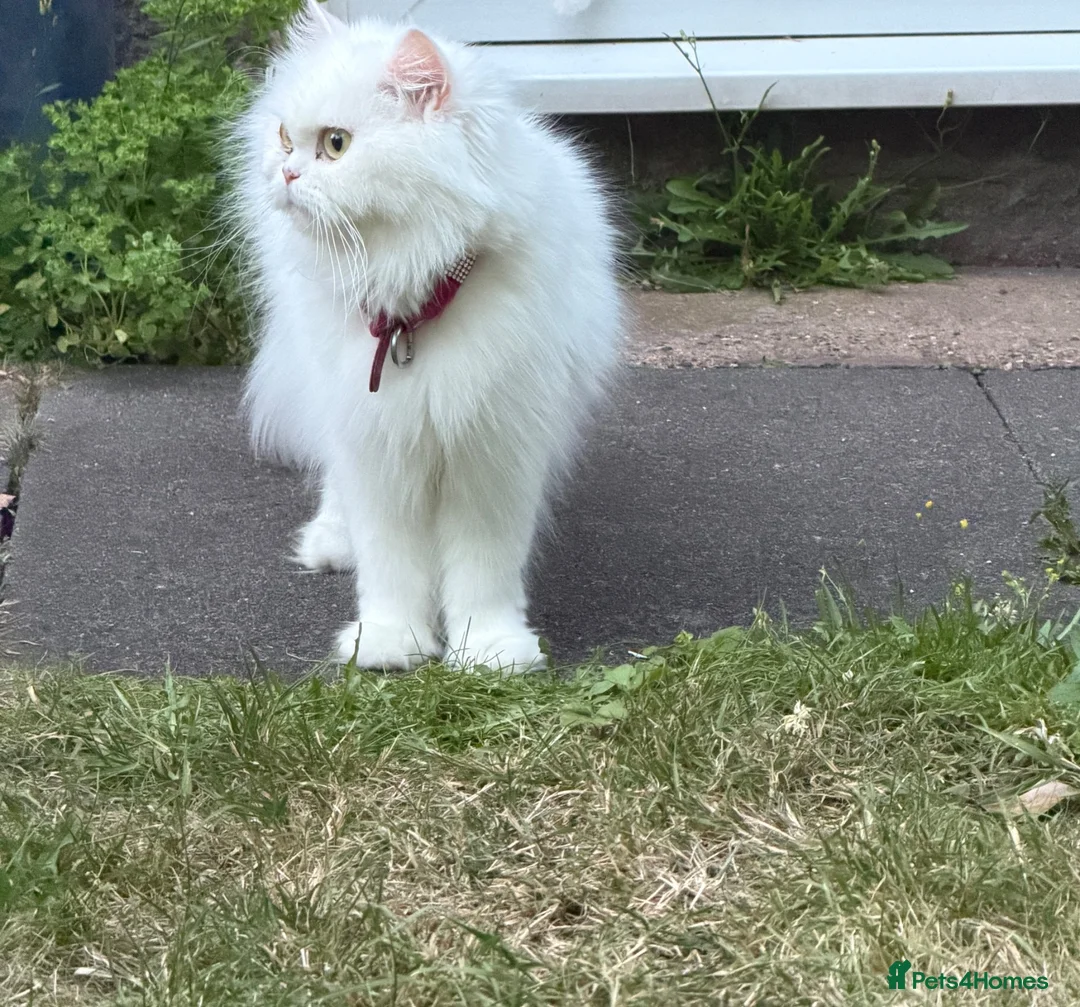 Persian cats for sale:     Beautiful Persian Cat - Advert 3