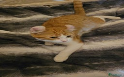 Mixed Breed cats for sale: Half spyhnx half calico  - Image 6