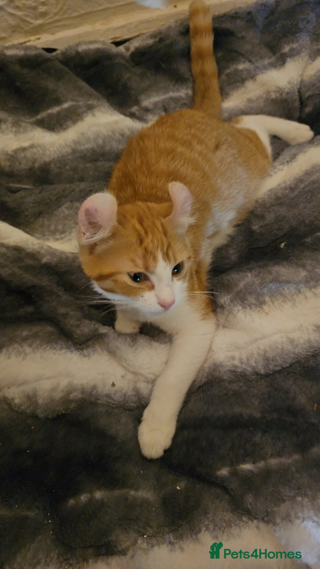 Mixed Breed cats for sale: Half spyhnx half calico  - Image 6