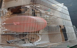 Hamster rodents for sale: For sale hamster and gerbil - Image 2