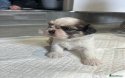 Shih Tzu dogs for sale: Beautiful litter of Shih tzu puppy’s  - Image 3