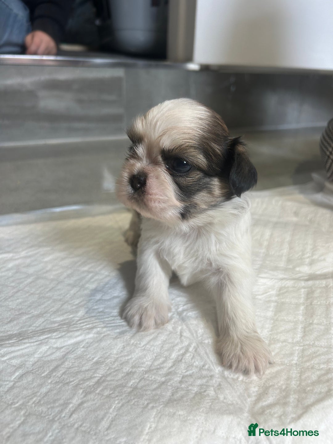 Shih Tzu dogs for sale: Beautiful litter of Shih tzu puppy’s  - Image 3