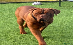 Dogue De Bordeaux dogs for stud: Dogue De Bordeaux for STUD - Image 2