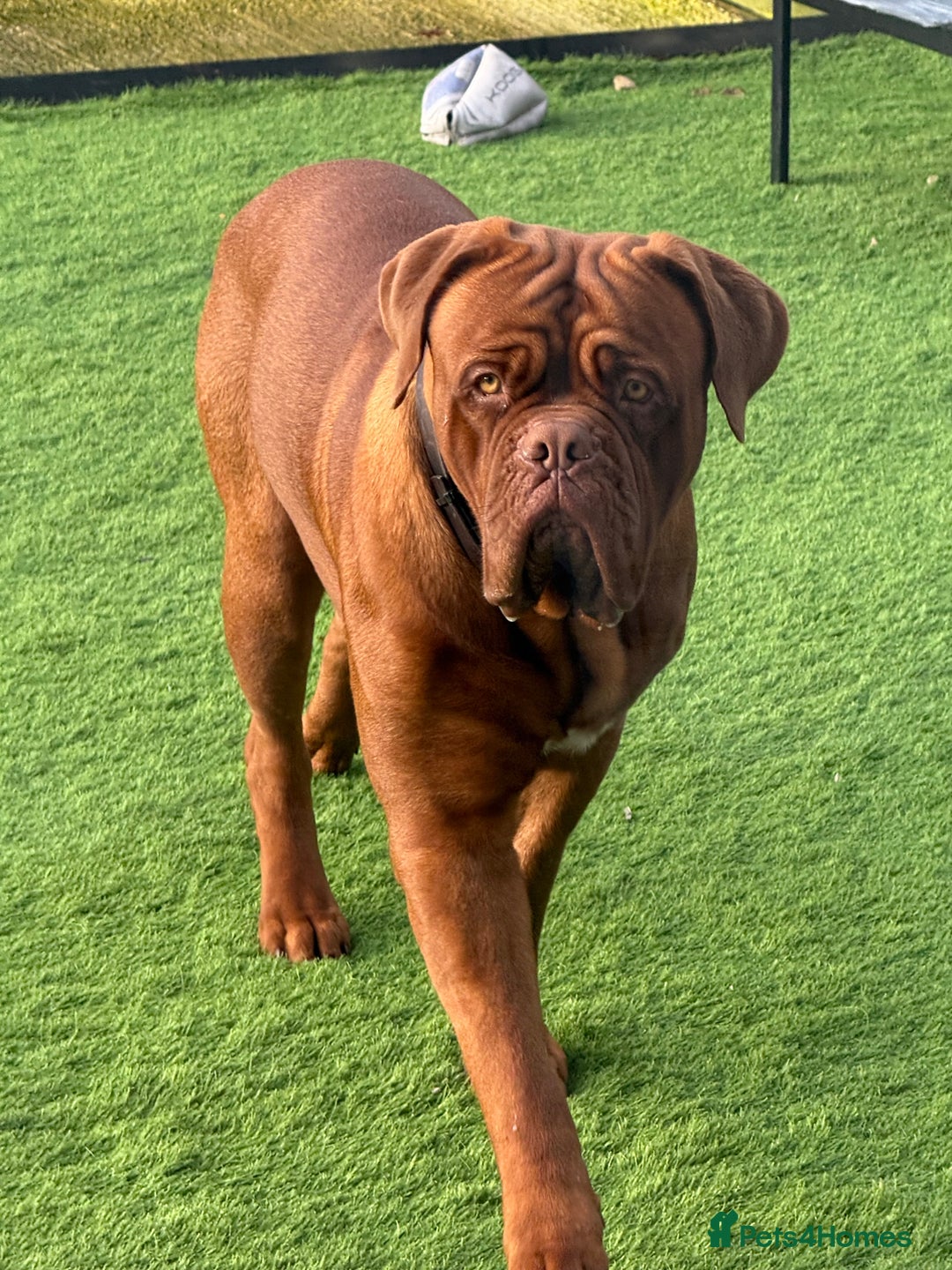 Dogue De Bordeaux dogs for stud: Dogue De Bordeaux for STUD - Image 2