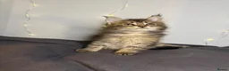 Maine Coon cats for sale: Georgeous Maine Coon kittens  - Advert 12
