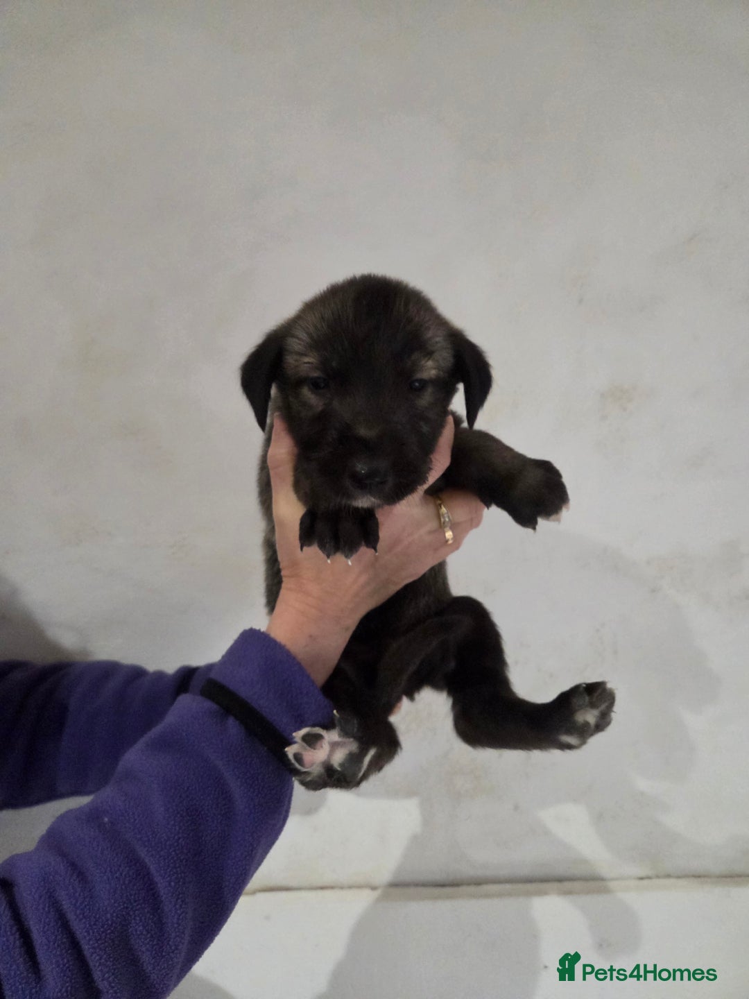 Irish Wolfhound dogs for sale: Irish wolfhound puppies for sale - Advert 6