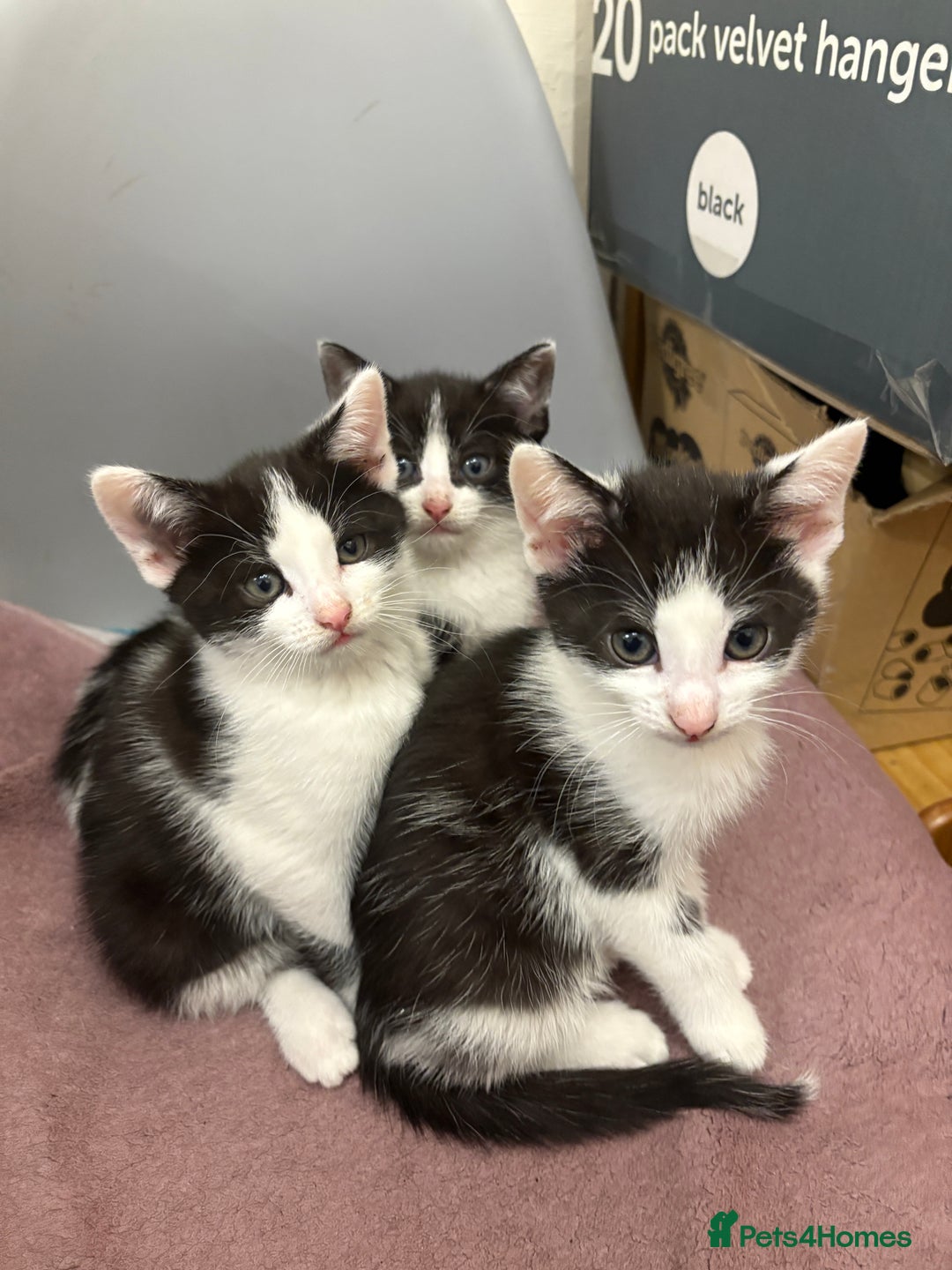 Mixed Breed cats for sale: Kittens  - Image 9
