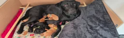Labrador Retriever dogs for sale: One male labrador puppy remaining  - Advert 1