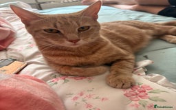 Domestic Shorthair cats for sale: 2 boys left  - Image 5