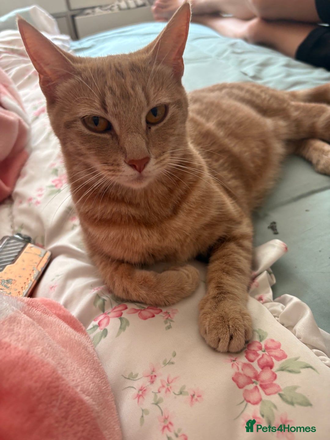 Domestic Shorthair cats for sale: 2 boys left  - Image 5