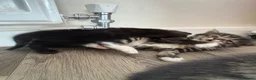 Mixed Breed cats for sale: 3 beautiful kittens  - Advert 3