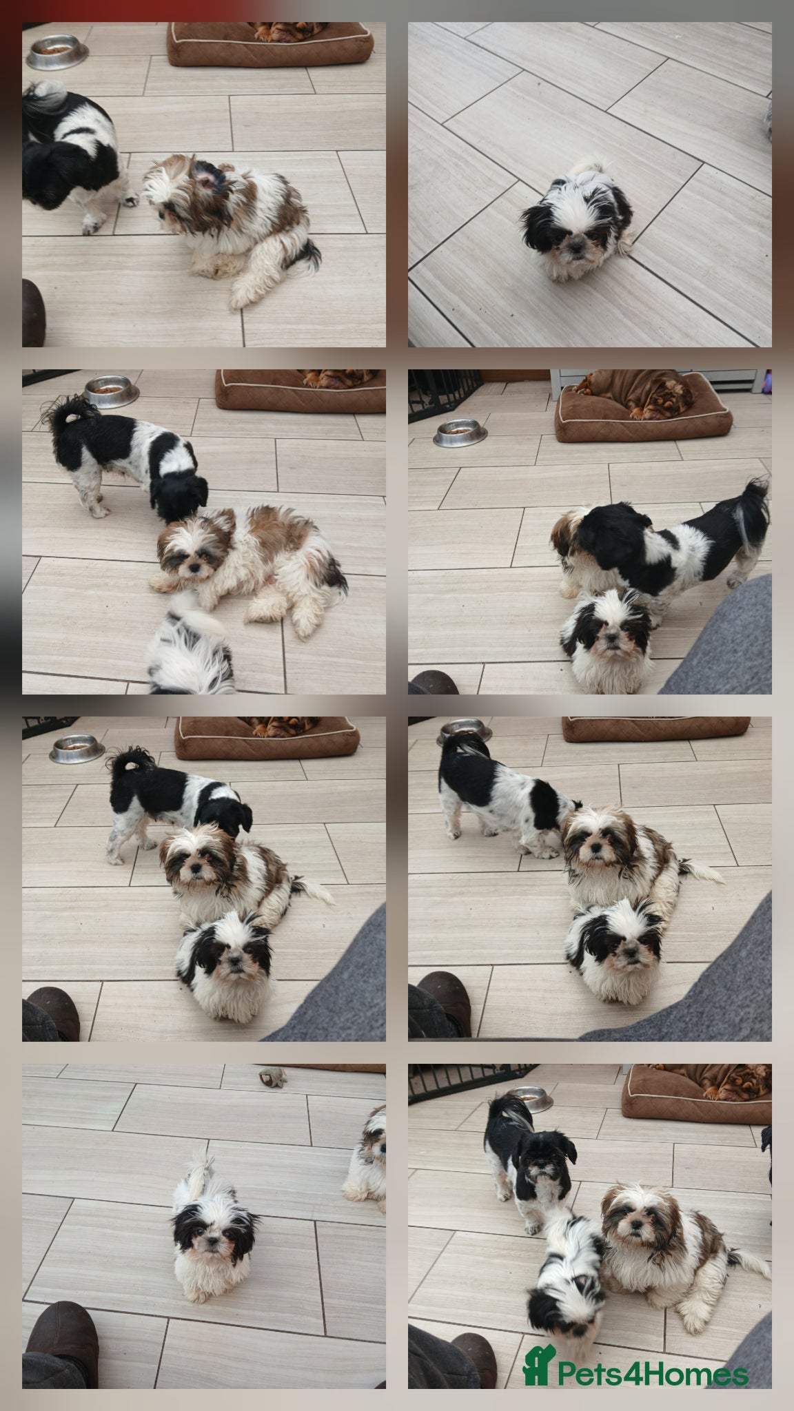Shih Tzu dogs Ready to go 2 Shih-tzu boy puppies  - Advert 3