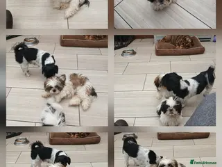 Shih Tzu dogs Ready to go 2 Shih-tzu boy puppies - Advert 3