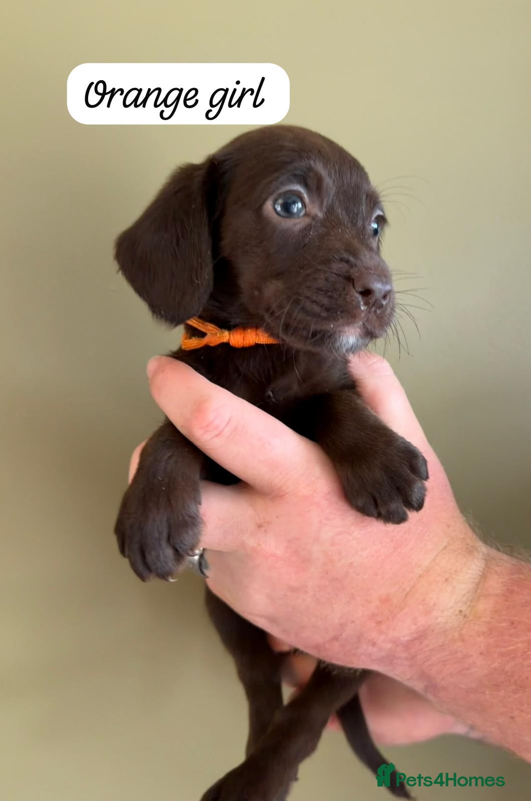 Mixed Breed dogs 5* Cockador Puppies - Advert 1