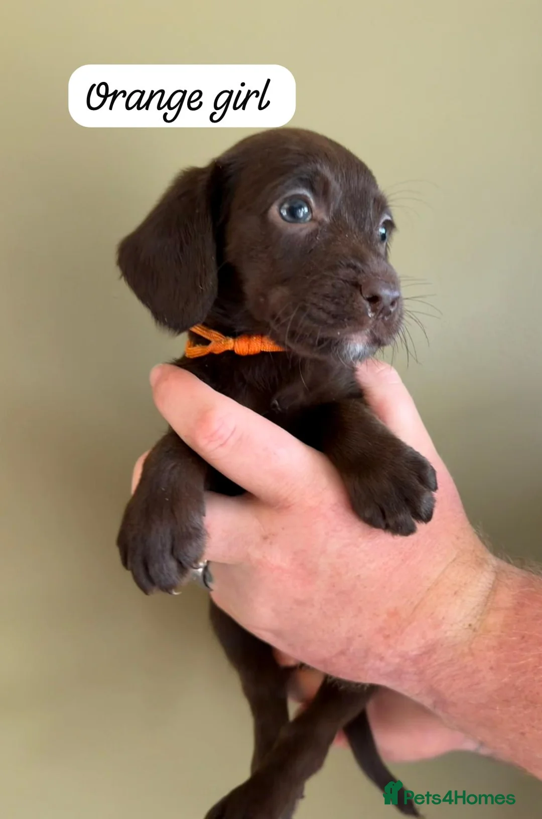 Mixed Breed dogs for sale: 5* Cockador Puppies - Advert 1