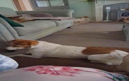 Jack Russell dogs for adoption: Lovely Pepper  - Image 15
