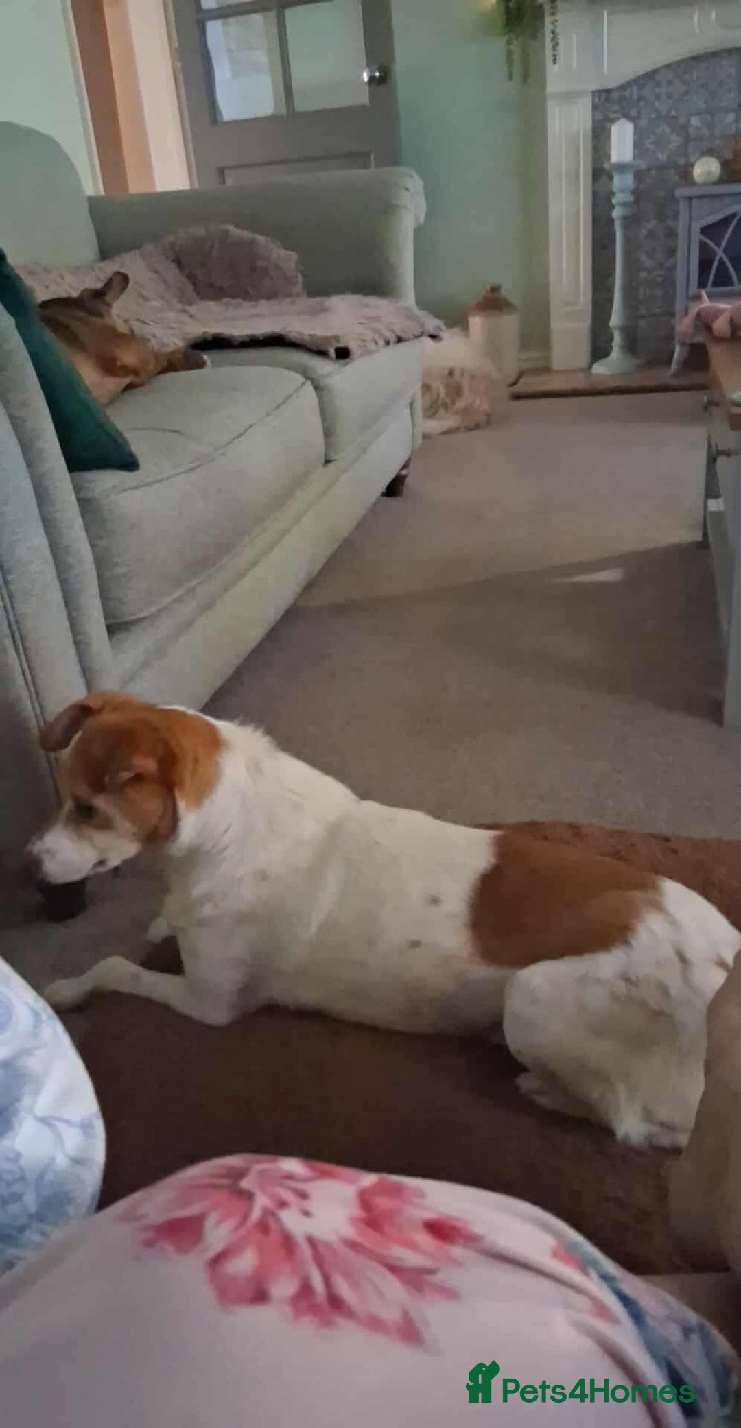 Jack Russell dogs for adoption: Lovely Pepper  - Image 15