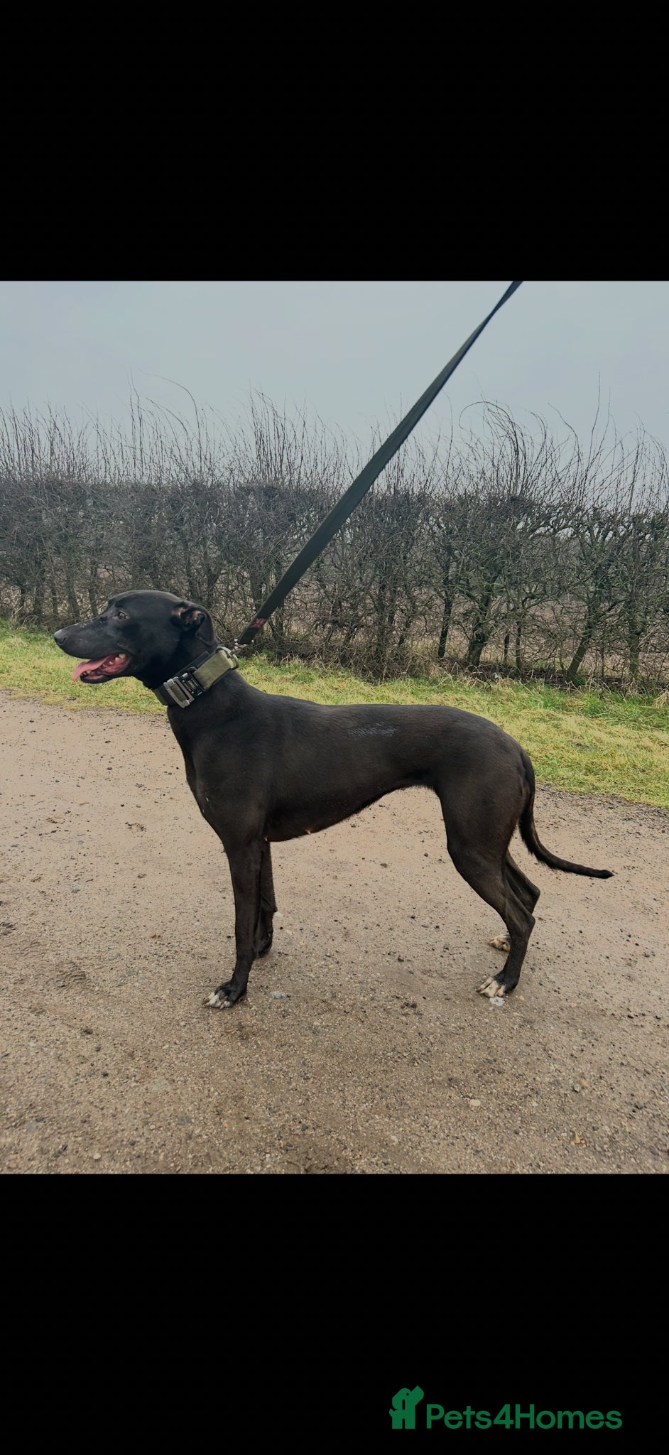 Lurcher dogs for sale: Lurcher pups  - Advert 1