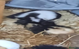 Guinea Pig rodents for sale: Guinea pigs for sale ready soon - Image 6