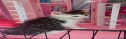 Mixed Breed cats for sale: Miss  in Yeovil - Advert 5