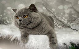 British Shorthair cats for stud: 🏆 BLUE STUD TiCA GCCF  CARRYING CHOCOLATE  in Derby - Image 7