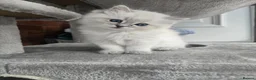 Ragdoll cats for sale: Stunning european girl remaining  - Advert 5