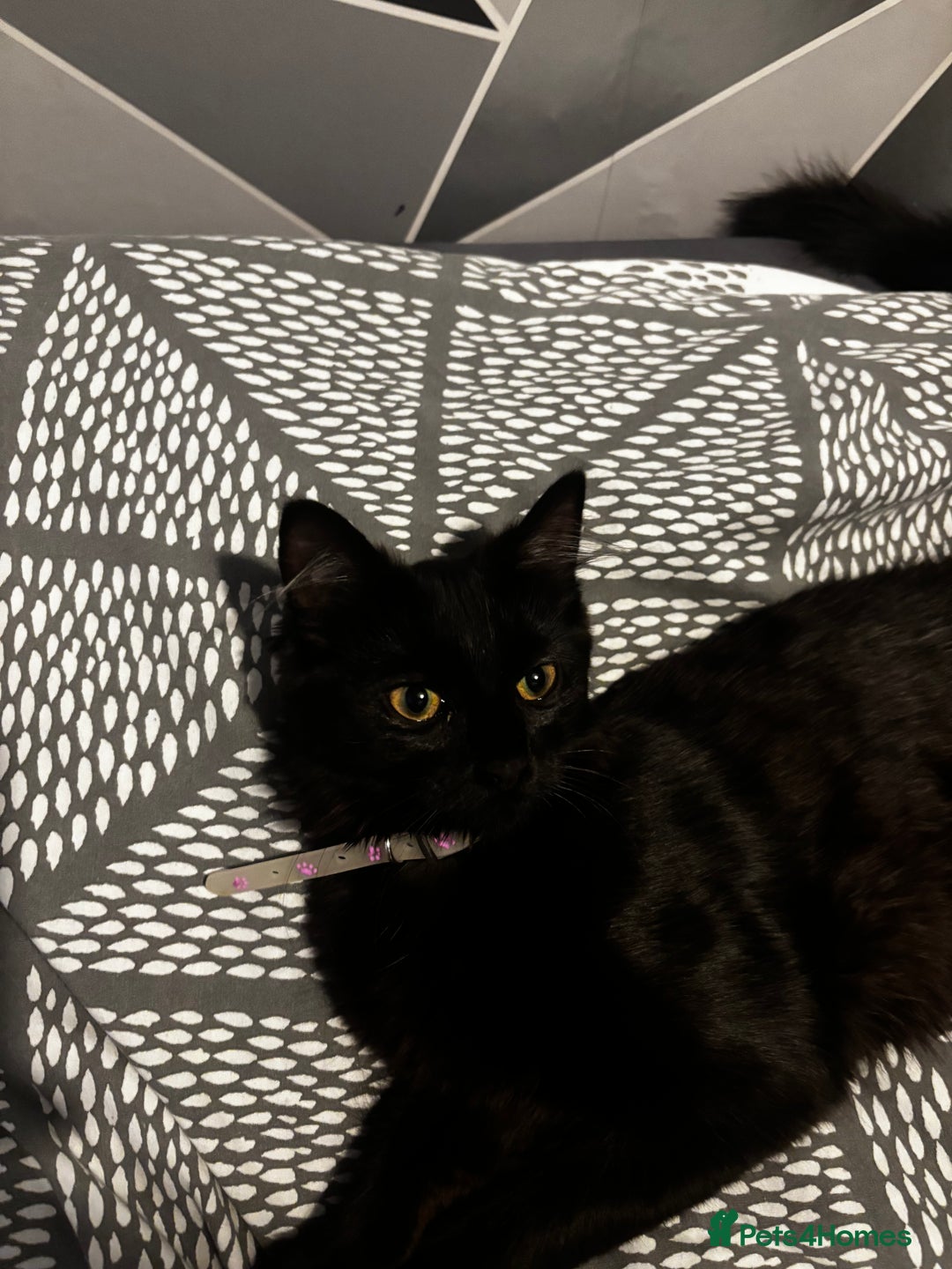 Mixed Breed cats for sale: Black long fur female free to home  - Advert 3