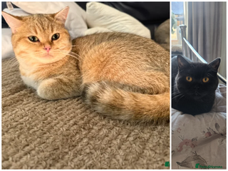 British Shorthair cats British Shorthair females - Advert 9