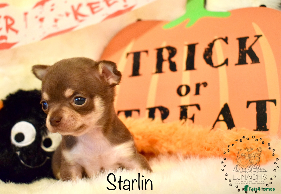 Chihuahua dogs for sale: Stunning chihuahua puppies - Image 5