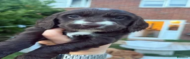 Puppy 6