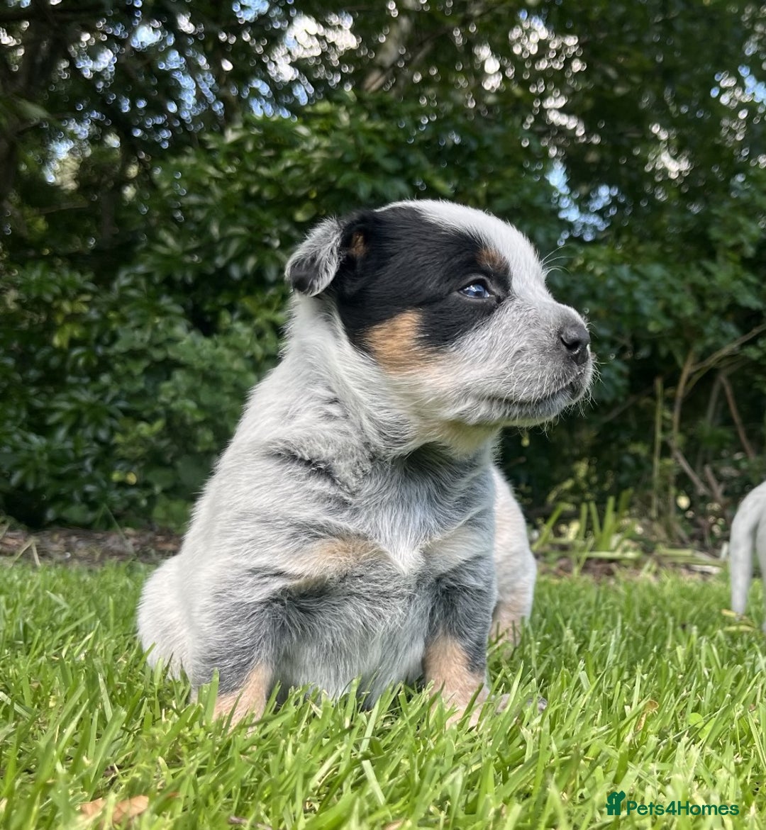 Australian Cattle Dog dogs for sale: Australian Cattle Dog boys&girls - Advert 5
