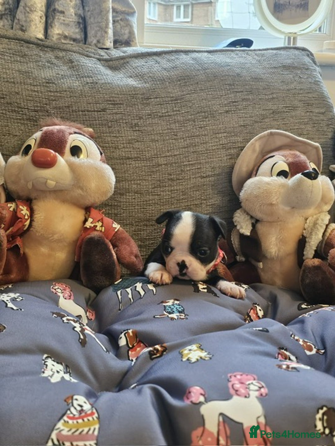 Boston Terrier dogs for sale: Boston Terrier 5* puppies - Image 10