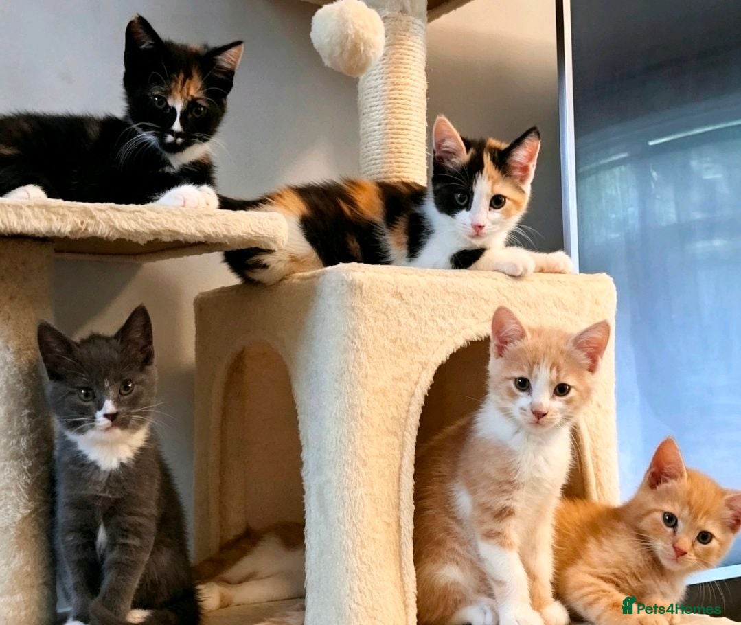 Mixed Breed cats Beautiful kittens ready now  - Advert 4