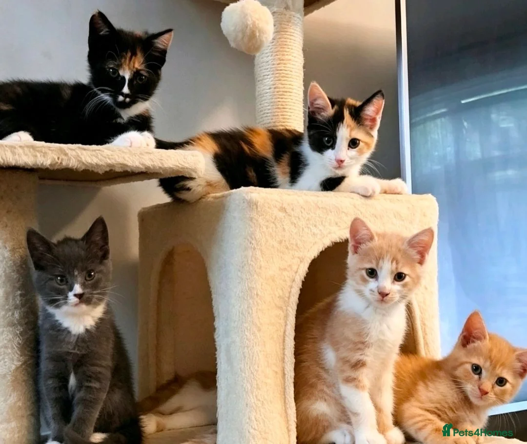Mixed Breed cats for sale: Beautiful kittens ready now  - Advert 2