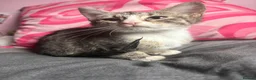 Mixed Breed cats for sale: Pretty mixed litter of kittens. - Advert 14