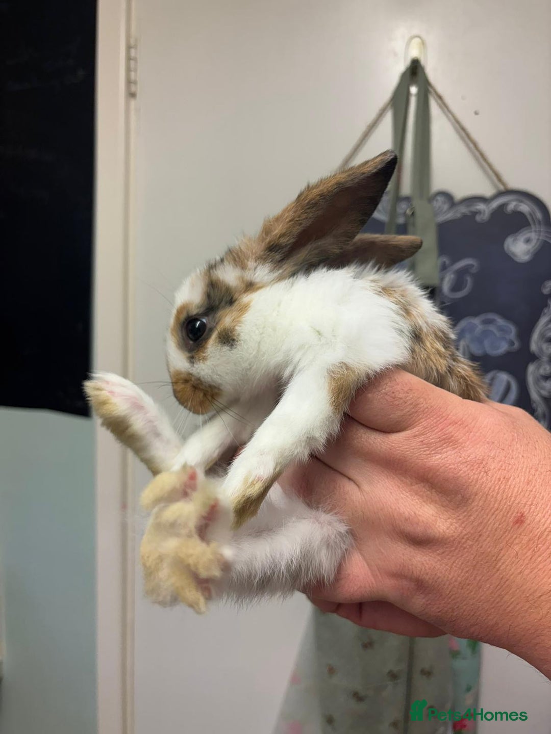 Mixed Breed rabbits for sale: 4 baby rabbits  - Image 12