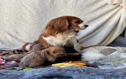 Cavapoo dogs for sale: Quality bred Cavapoo F1 - Image 3