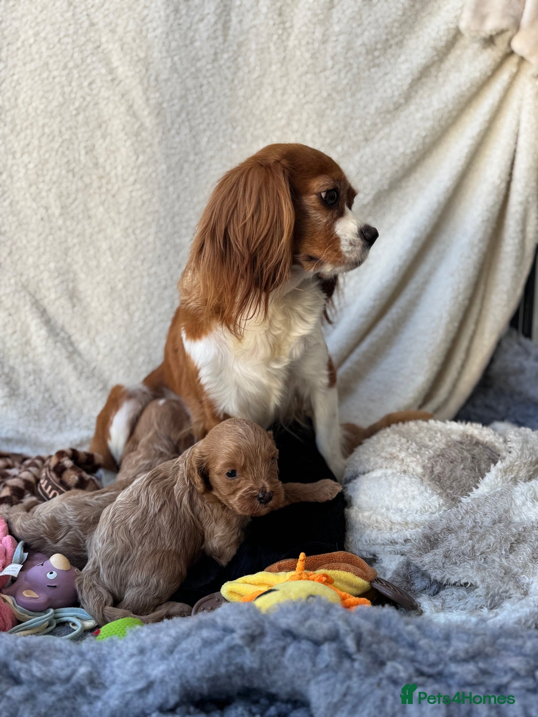 Cavapoo dogs for sale: Quality bred Cavapoo F1 - Image 3