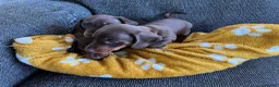 Miniature Dachshund dogs for sale: Genuine miniature dachshund  - Advert 20