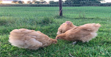 Chickens poultry - Advert 1