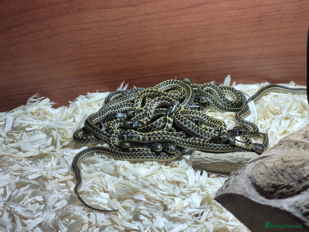 Garter Snake reptiles for sale: Green checkered garter baby snakes. in Gillingham - Advert 1