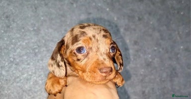 Miniature Dachshund dogs - Advert 11