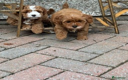 Cavapoo dogs for sale: Mr cavapoo F1B  - Image 11