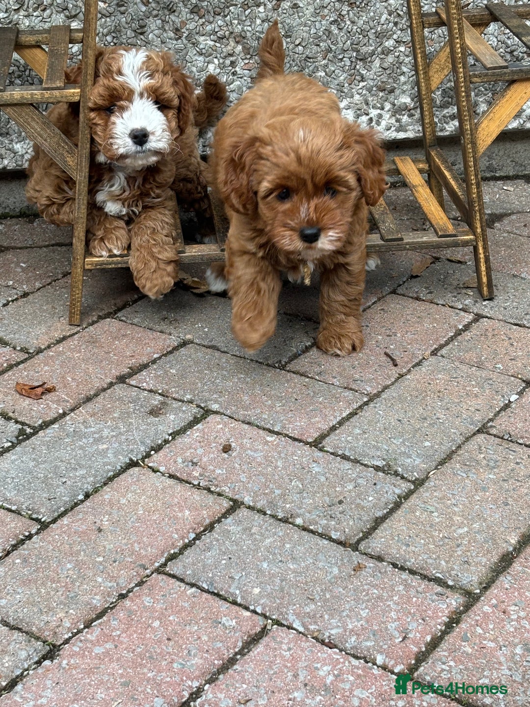 Cavapoo dogs for sale: Mr cavapoo F1B  - Image 11